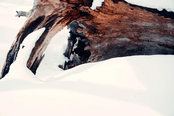 Vakker Utsikt Skogen – stockfoto