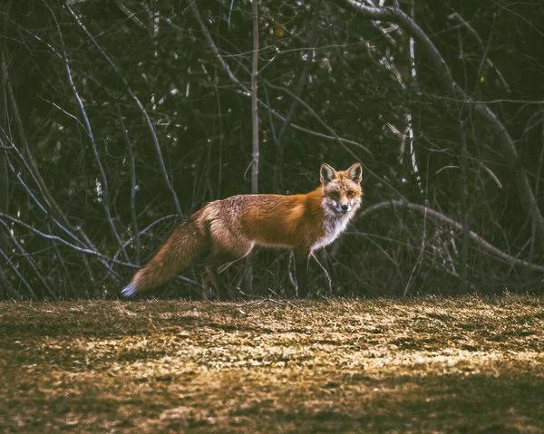 Červená Liška Lese — Stock fotografie