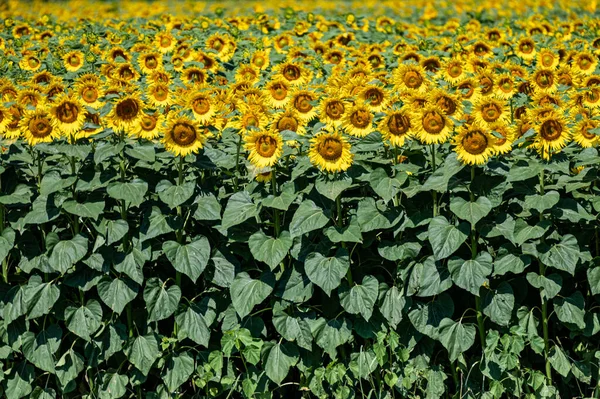 Campo Girassol Verão — Fotografia de Stock