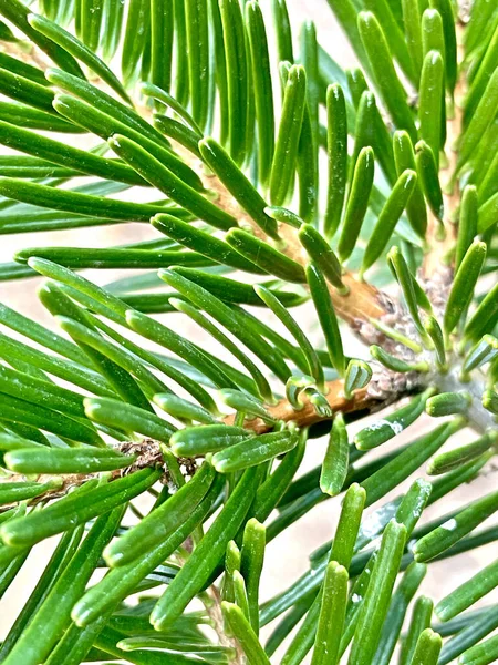 Green Fir Tree Branch Water Drops — Stock Photo, Image