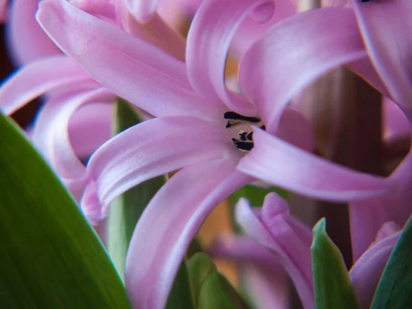 Gyönyörű Rózsaszín Orchidea Virág Kertben — Stock Fotó