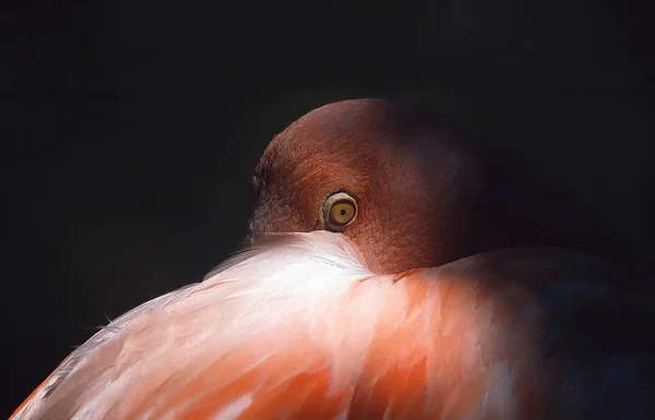 Bir Kuşa Yaklaş — Stok fotoğraf