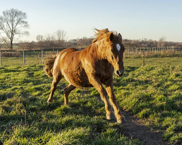 Horse Field — Stock Photo, Image