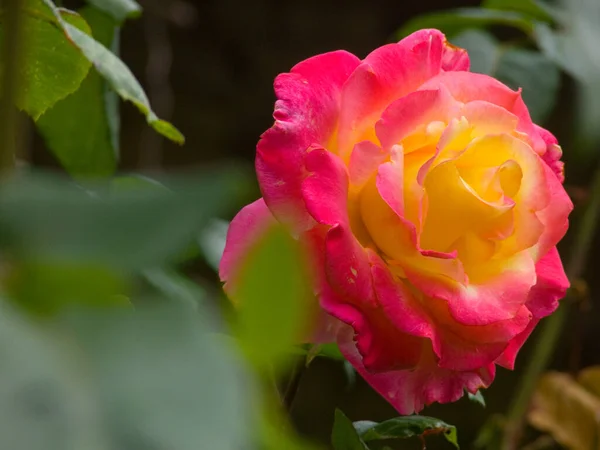 Beautiful Pink Rose Garden — Stock Photo, Image