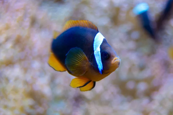 水族馆里美丽的五彩斑斓的鱼 — 图库照片