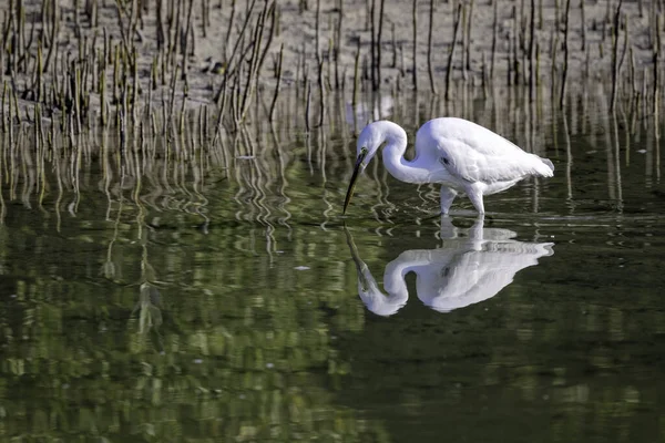 Biały Egret Wodzie — Zdjęcie stockowe