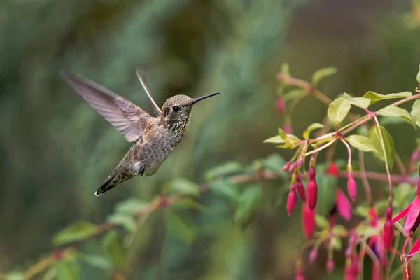 Mooie Opname Van Vogel Natuurlijke Habitat — Stockfoto