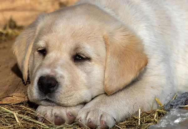 Golden Retriever Cão Deitado Grama — Fotografia de Stock