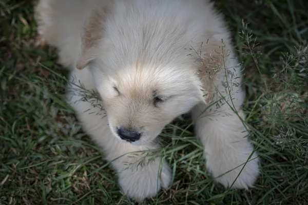 White Dog Lying Grass — Stock Photo, Image