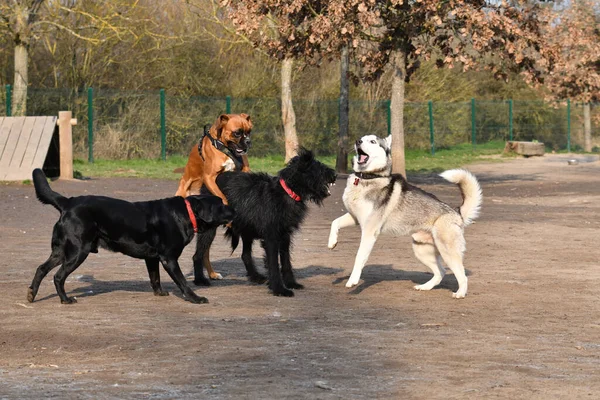 Собаки Парке — стоковое фото