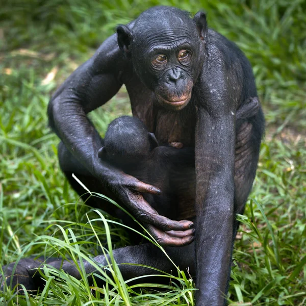 Gorille Noir Dans Forêt — Photo