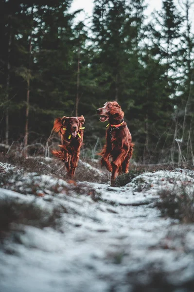 Dogs Forest — Stock Photo, Image