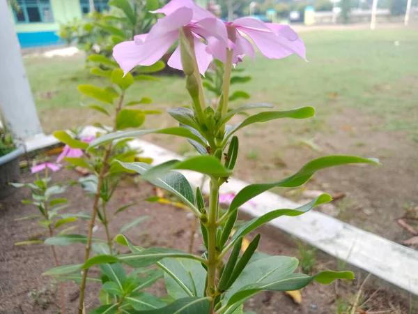 Schöne Blumen Garten — Stockfoto