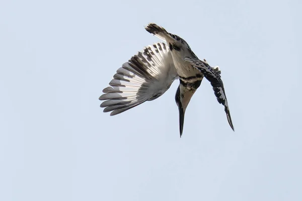 Seagull Flying Sky — Stock Photo, Image