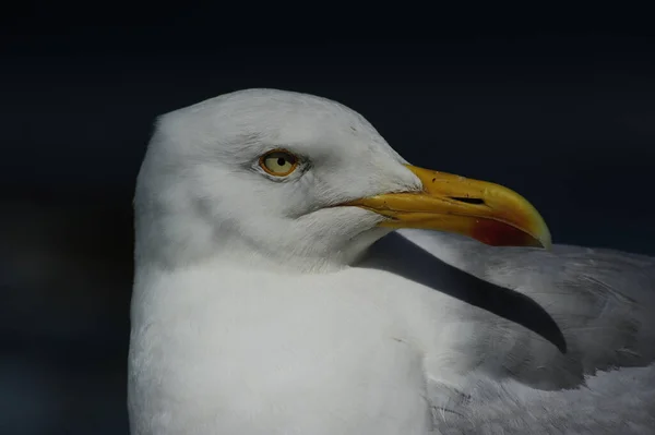 Arka Planda Kanatları Olan Beyaz Kuş — Stok fotoğraf