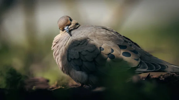 Bir Kuşun Yakın Plan Çekimi — Stok fotoğraf