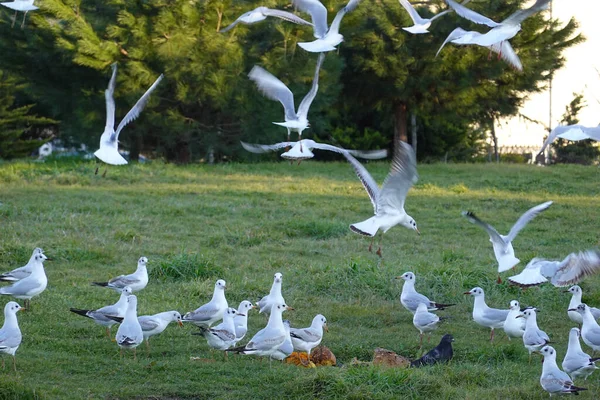 Gölde Beyaz Kazlar — Stok fotoğraf