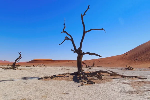 Prachtig Landschap Van Dode Woestijn Namibia — Stockfoto