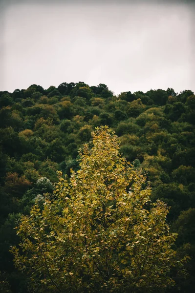 Hermoso Paisaje Con Árbol Una Montaña — Foto de Stock