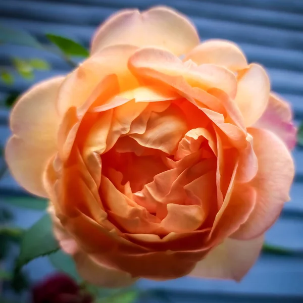 Schöne Rosenblüte Garten — Stockfoto