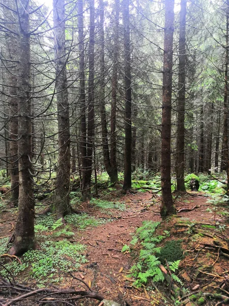 Skog Morgonen — Stockfoto