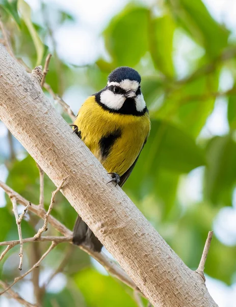Vacker Fågelbild Naturlig Miljö — Stockfoto