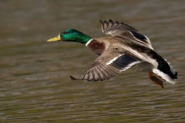 Canard Dans Eau — Photo