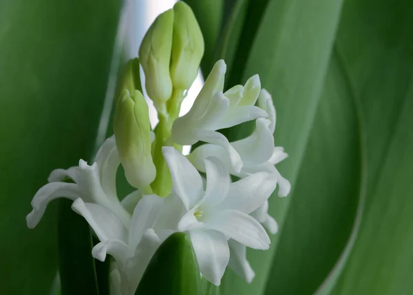 Gyönyörű Fehér Liliom Virág Kertben — Stock Fotó