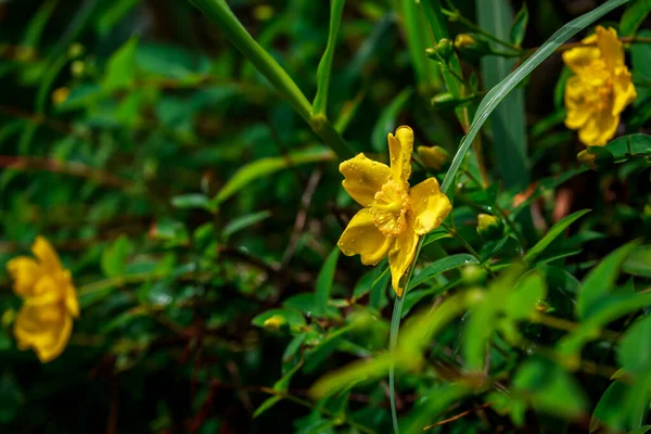 Жовті Квіти Саду — стокове фото