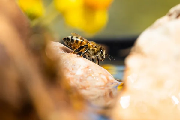 Pollen Abeille Sur Une Fleur — Photo