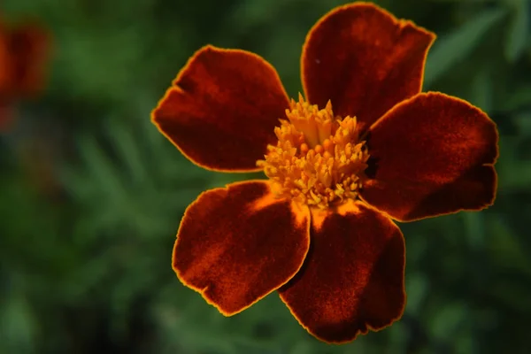 Beautiful Botanical Shot Natural Wallpaper — Stock Photo, Image