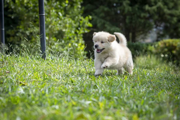 Cane Nel Parco — Foto Stock