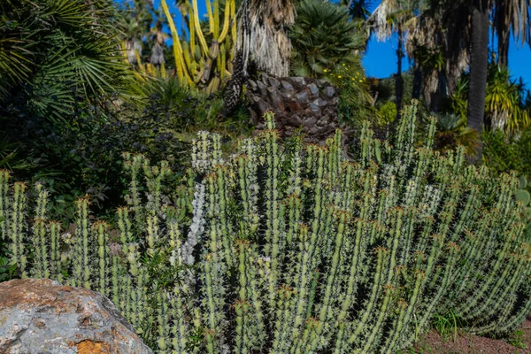 Mooi Botanisch Schot Natuurlijk Behang — Stockfoto