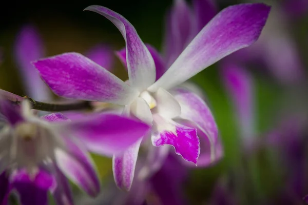Vacker Lila Orkidé Blomma Trädgården — Stockfoto