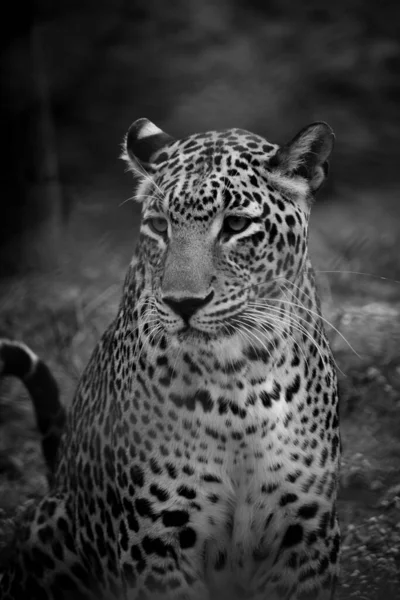 Leopardo Parque Nacional — Foto de Stock