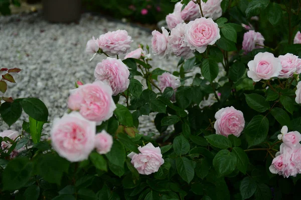 Flores Bonitas Jardim — Fotografia de Stock