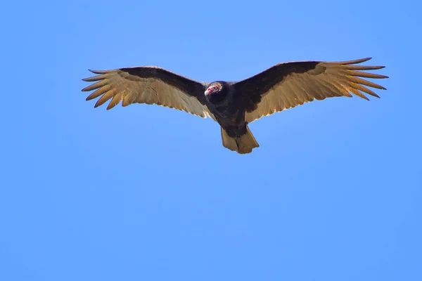 Ένας Φαλακρός Αετός Που Πετάει Στον Ουρανό — Φωτογραφία Αρχείου