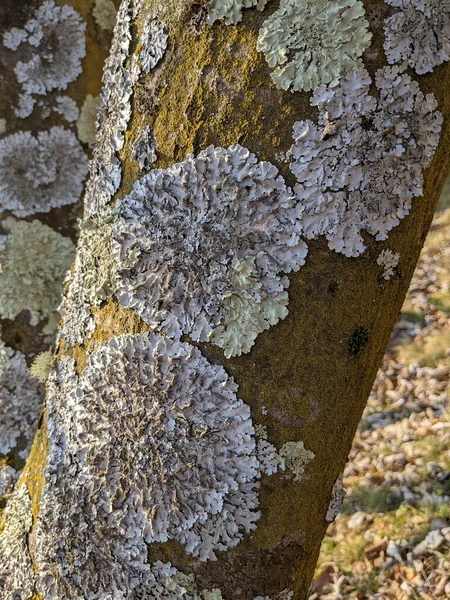 Primer Plano Tronco Árbol —  Fotos de Stock