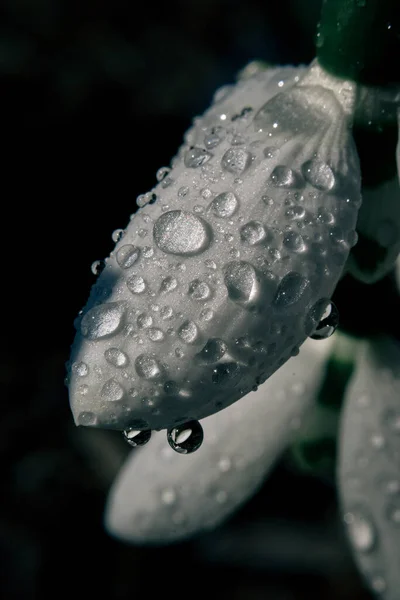 Beautiful Botanical Shot Natural Wallpaper — Stock Photo, Image