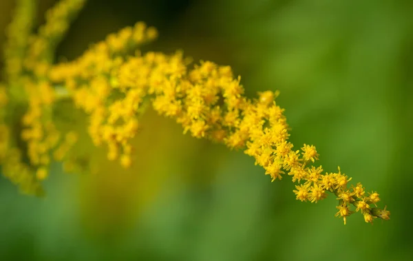 Vackra Gula Blommor Trädgården — Stockfoto