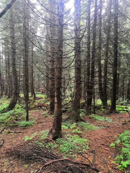 Belle Forêt Dans Les Montagnes — Photo