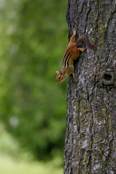 Esquilo Floresta Animal — Fotografia de Stock