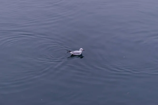 Burung Putih Berenang Air — Stok Foto