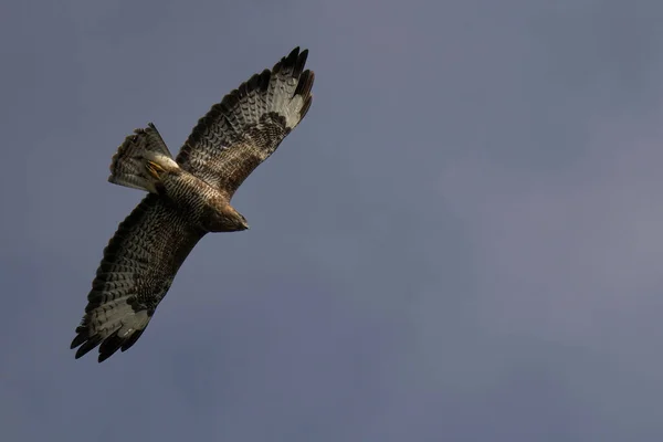 Pássaro Voador Voo — Fotografia de Stock
