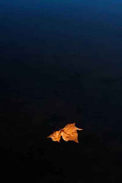 Осенний Лист Темном Фоне — стоковое фото