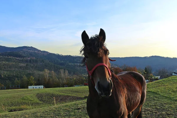 Horse Field Animal — Stock Photo, Image