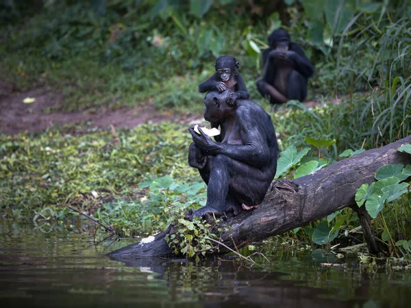 Mono Pelo Negro Sentado Árbol Bosque — Foto de Stock