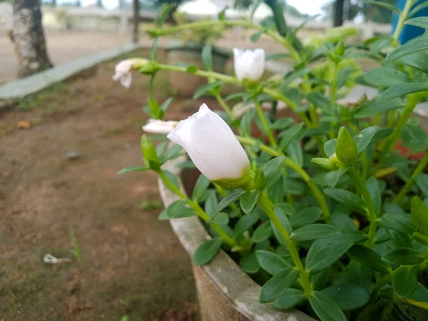 Belles Fleurs Blanches Dans Jardin — Photo
