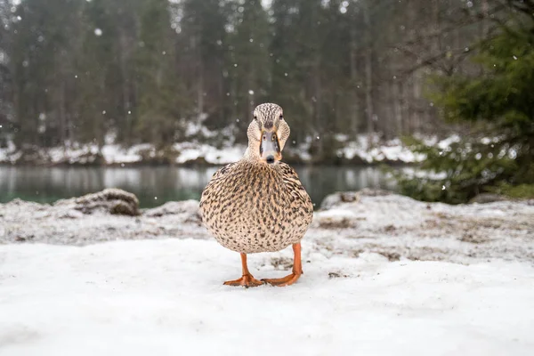 Patos Nieve Sobre Fondo Naturaleza —  Fotos de Stock