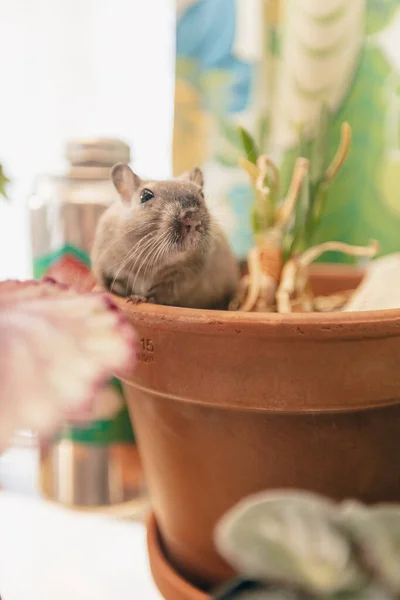 Pequeno Rato Bonito Pote — Fotografia de Stock